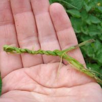 Learn about the uses of stinging nettles on a foraging course in Cornwall