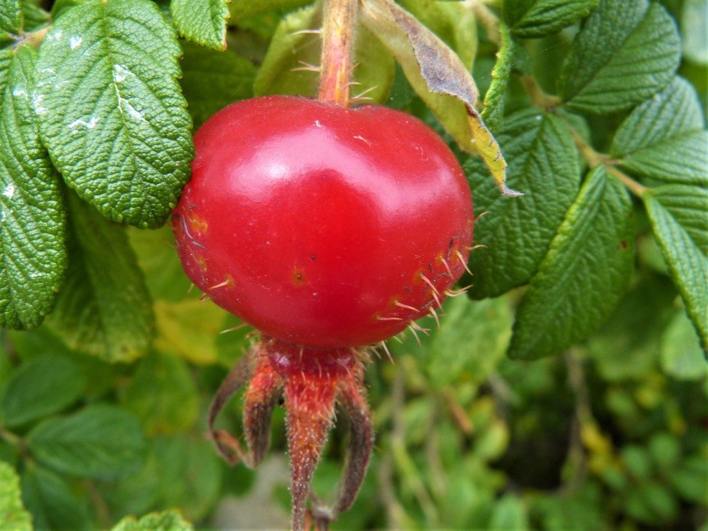 Wild rosehip fruit on a foraging course in Cornwall