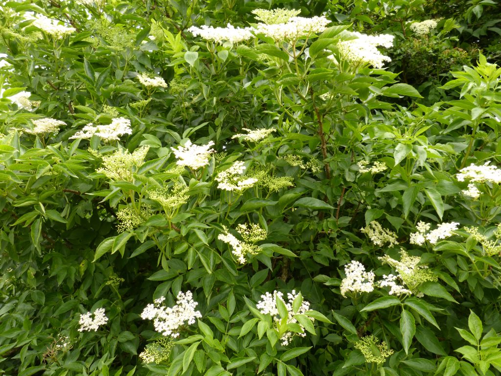 Elder tree in flower