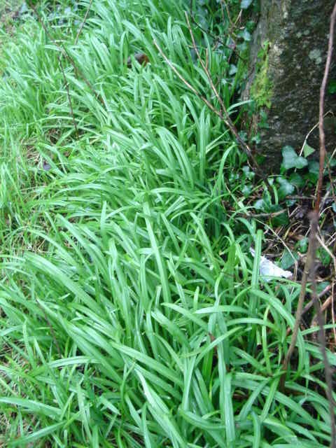 locally known as Wild Garlic