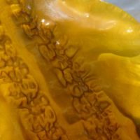 Laminaria saccharina