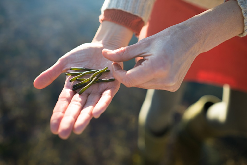 Velvet horn seaweed in my hand