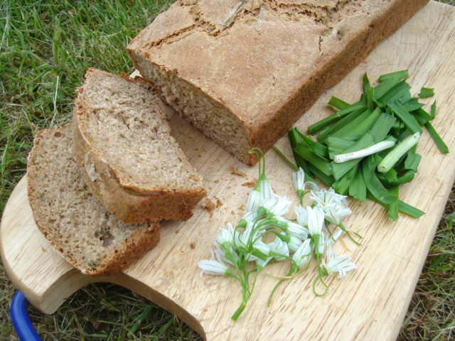 allium triquetrium