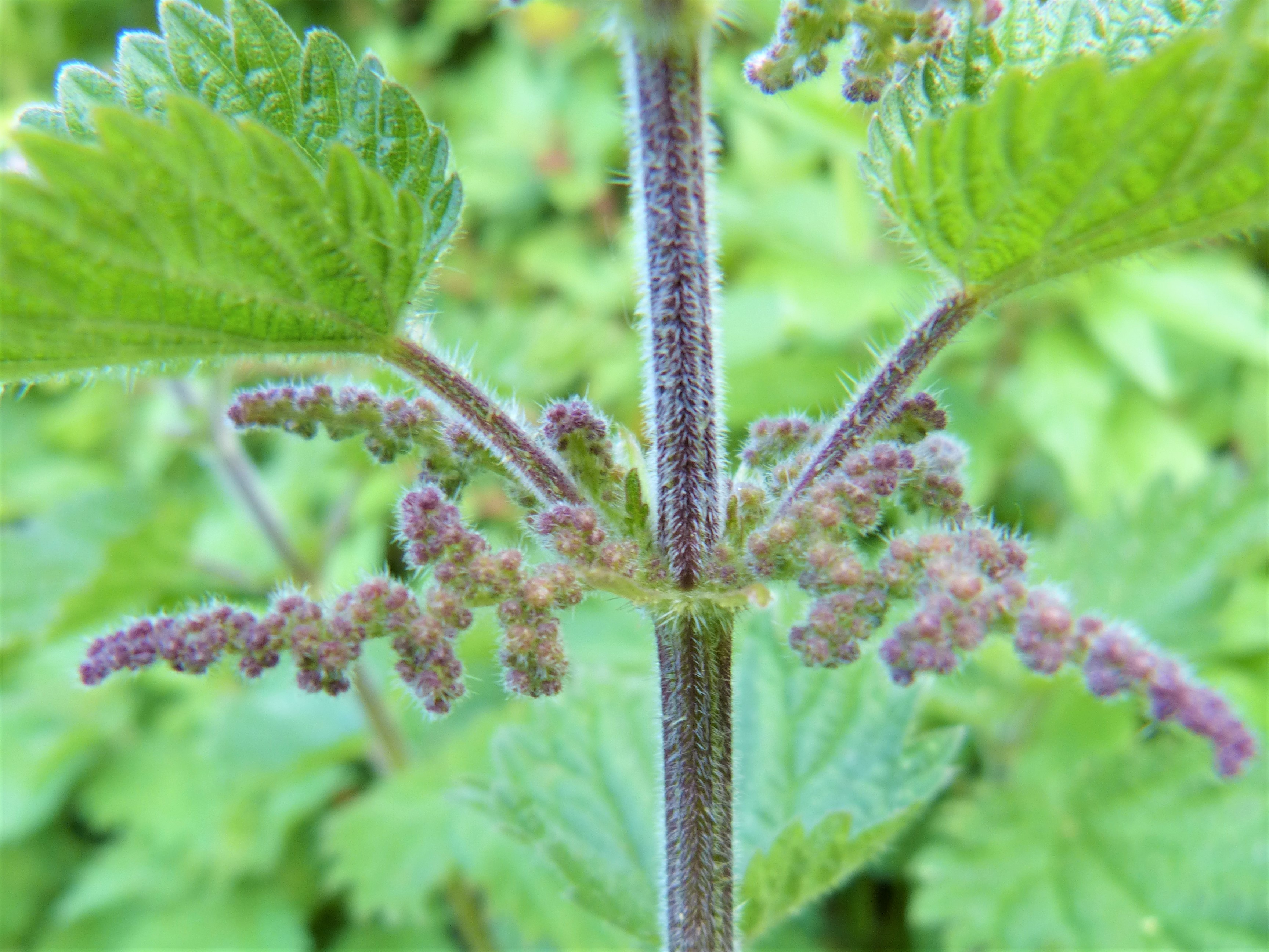 [Image: Nettle-in-Flower_detail-2.jpg]