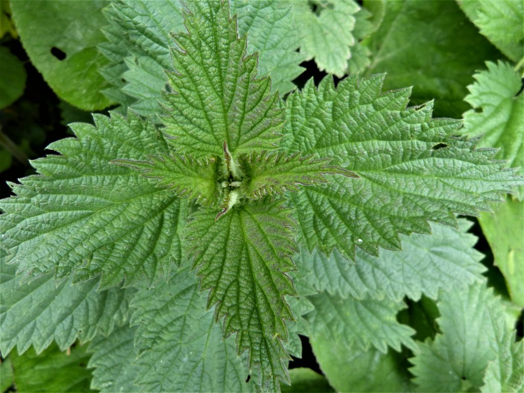 Stinging Nettle: Wild Plant as Food and Natural Remedy