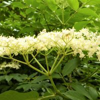 Sambucus nigra