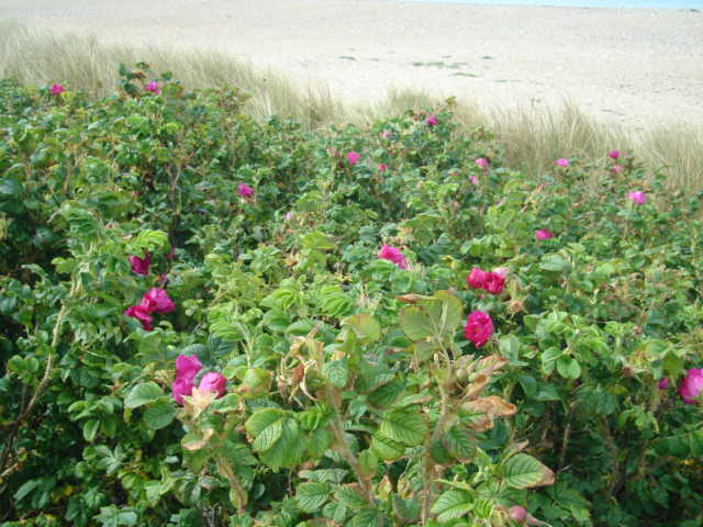 Foraging beach roses,