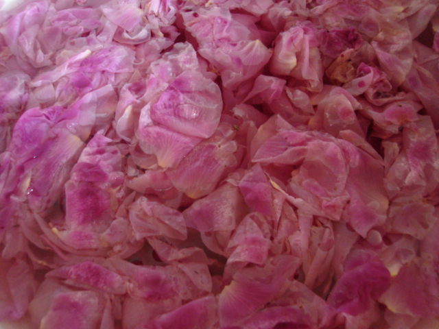 Wild rose petals infusing and turning the water pink