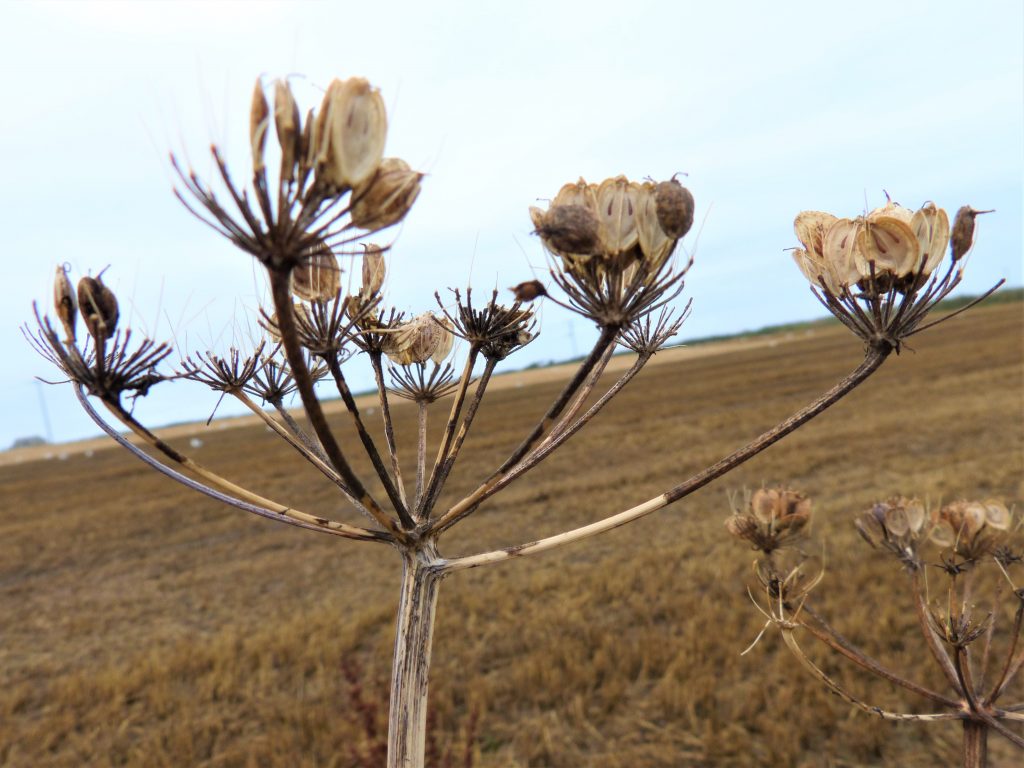 A dried seed-head of Common Hogweed with a ploughed field behind