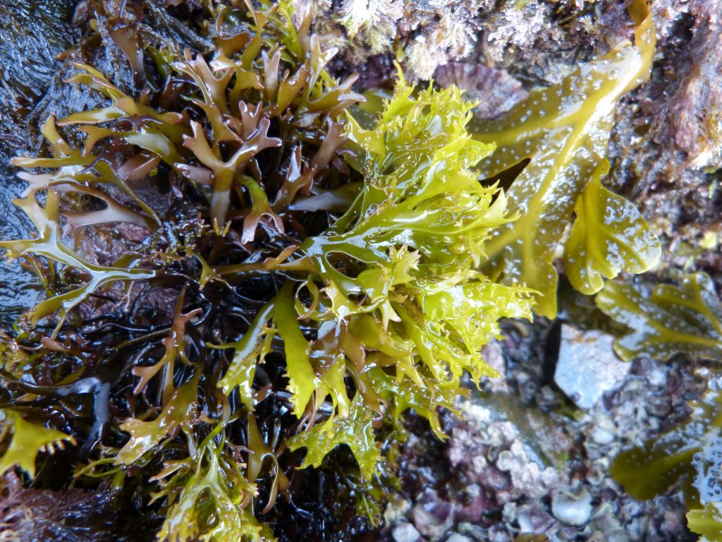 Mastocarpus stellatus