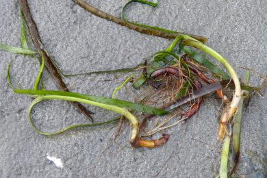 Sea Grass washed up