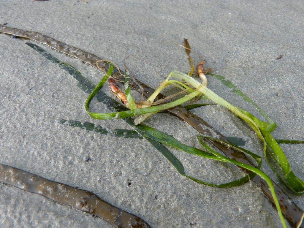 A strand of sea grass on the beach
