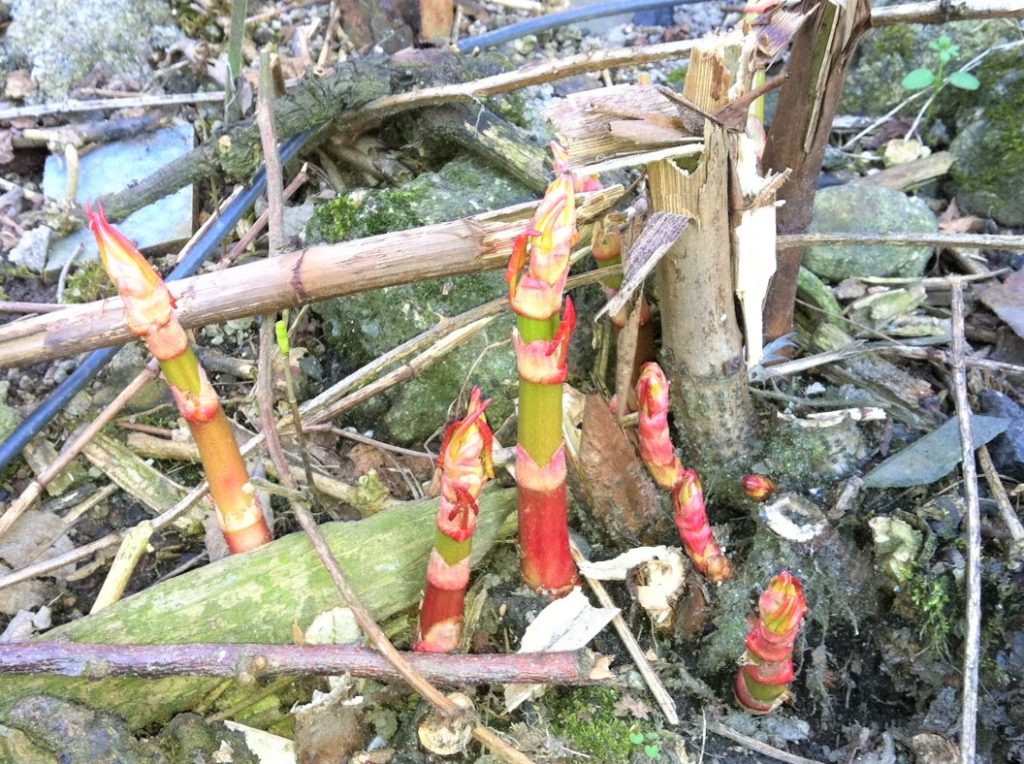 Fallopia japonica