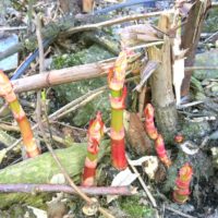 Fallopia japonica