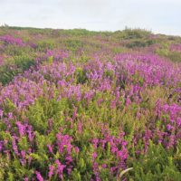 Purples and pinks of heather