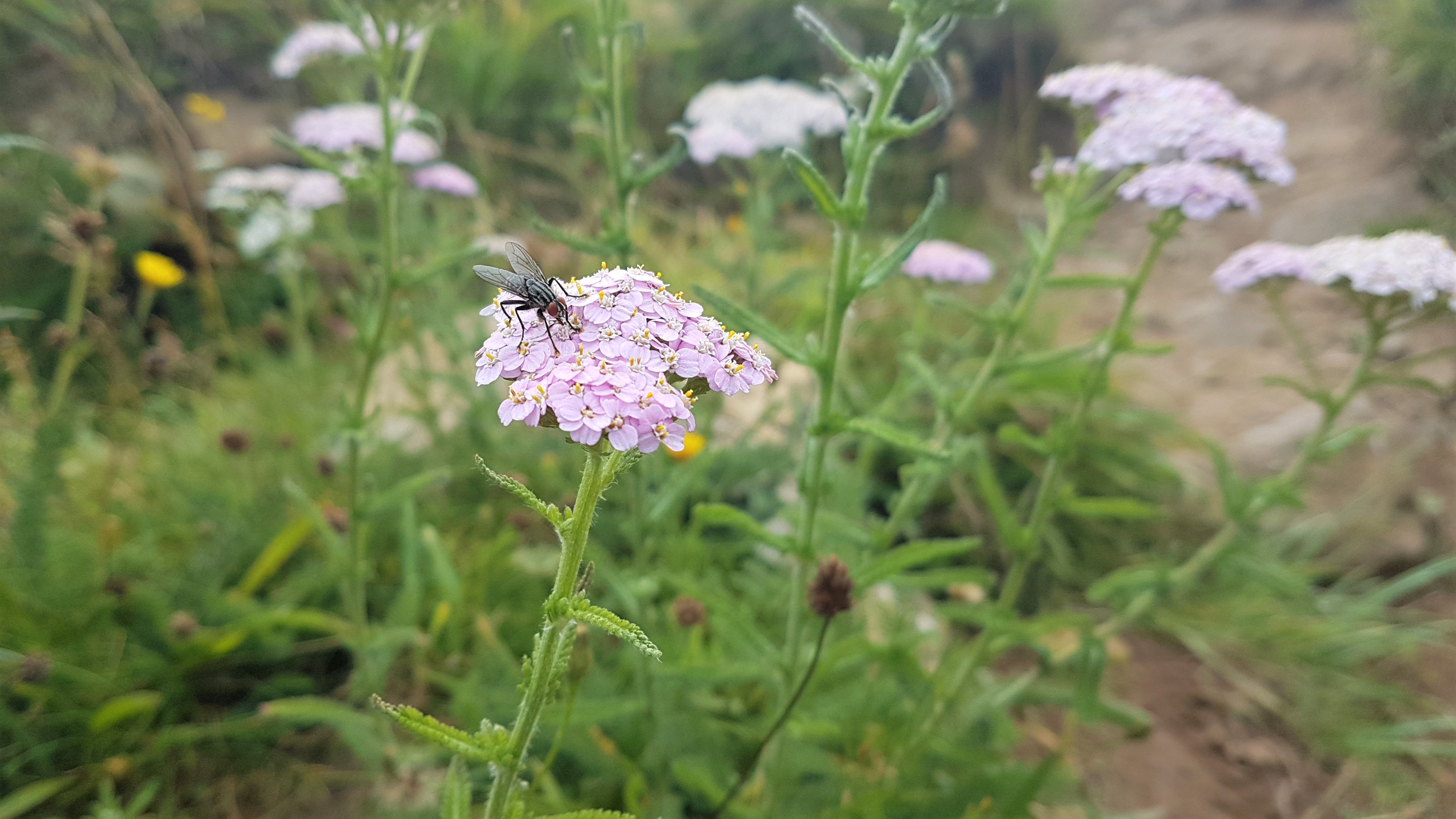 Yarrow Flower Creme Brulee Wild Walks Southwest