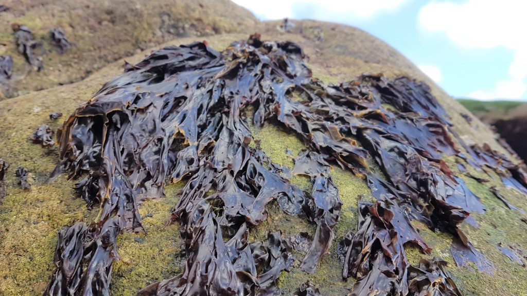 Fresh nori seaweed