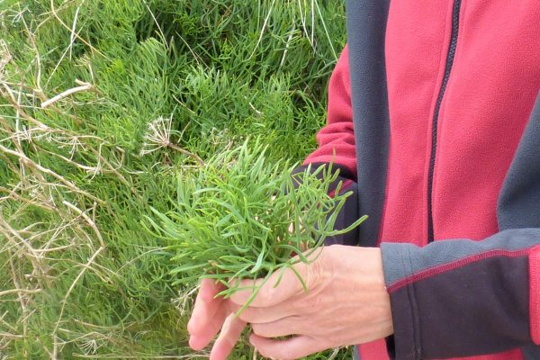 Picking wild samphire on a foraging course