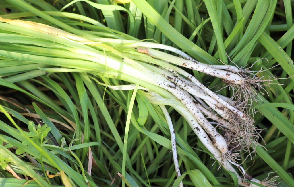 Showing the roots of three-cornered leek