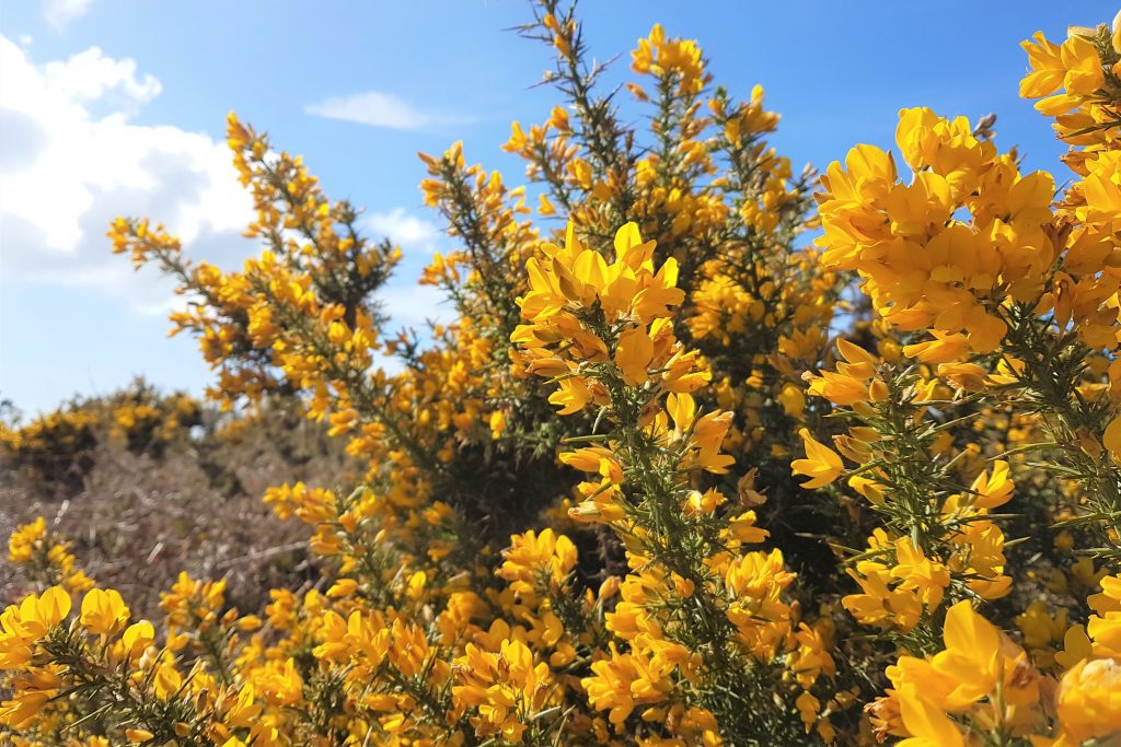 Gorse in flower across moorland