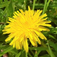 Dandelion flower