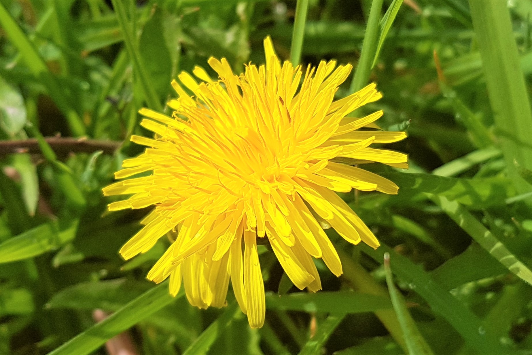 Can Eat Dandelions at Drew Berthiaume blog