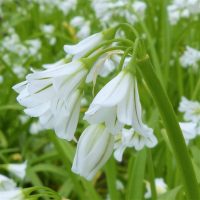 All about Three Cornered Leek - Wild Walks Southwest