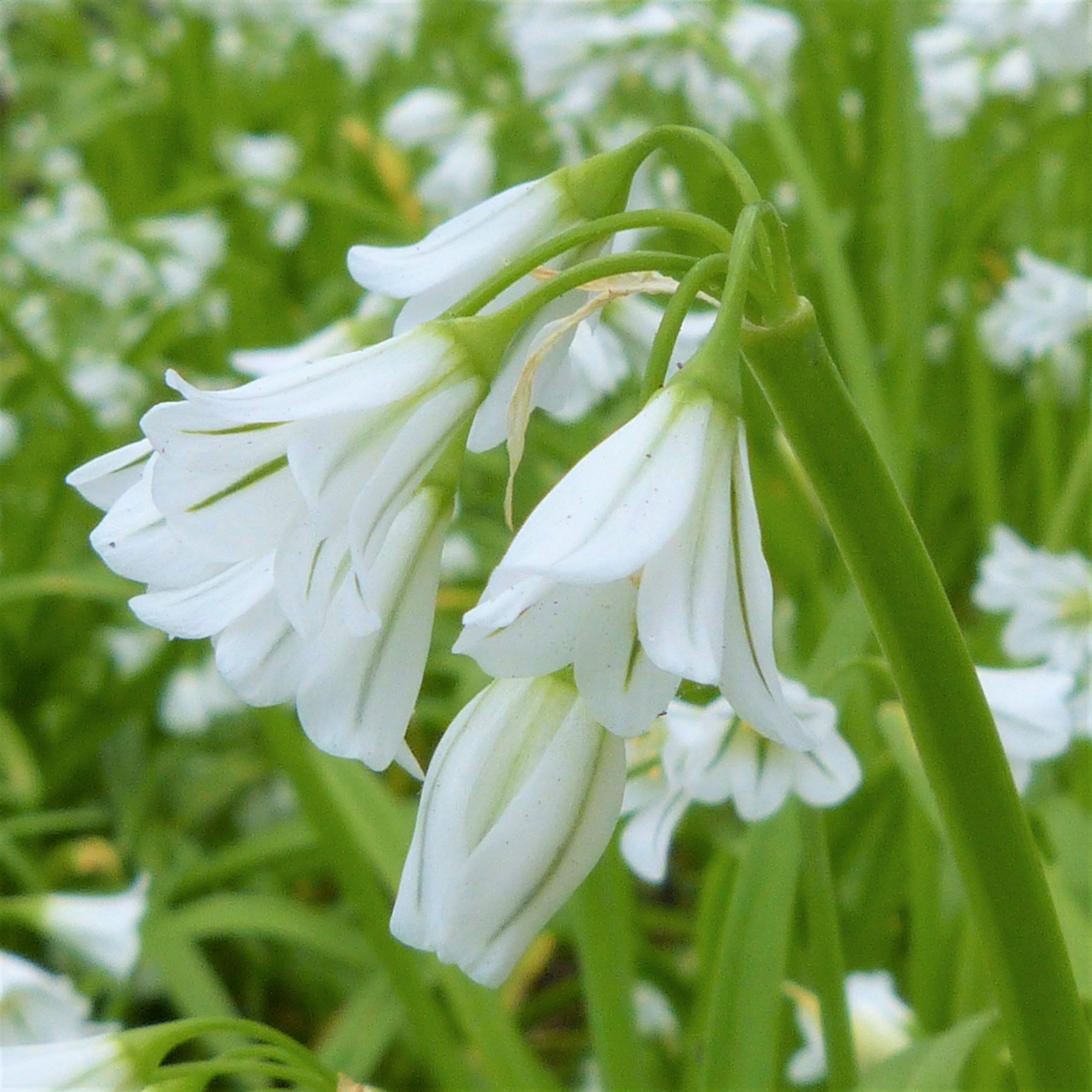 Three-cornered garlic in flower