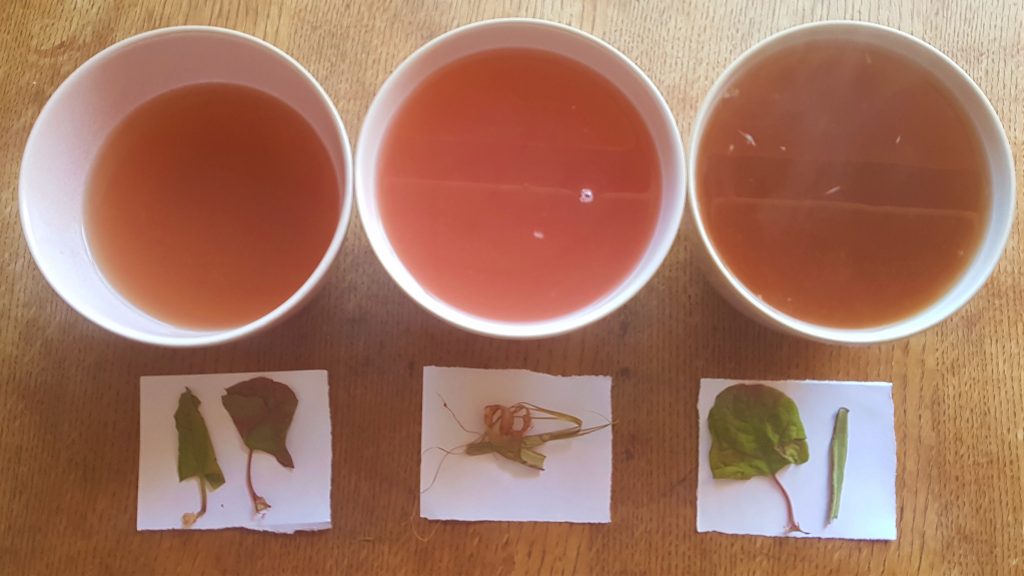 Which part of Japanese knotweed tastes best?