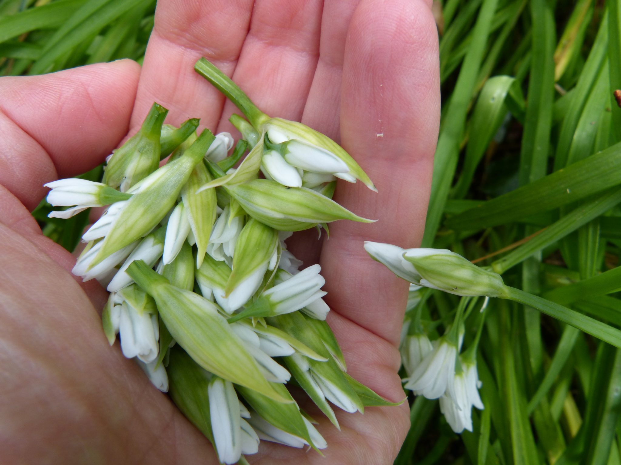 All about Three Cornered Leek Wild Walks Southwest