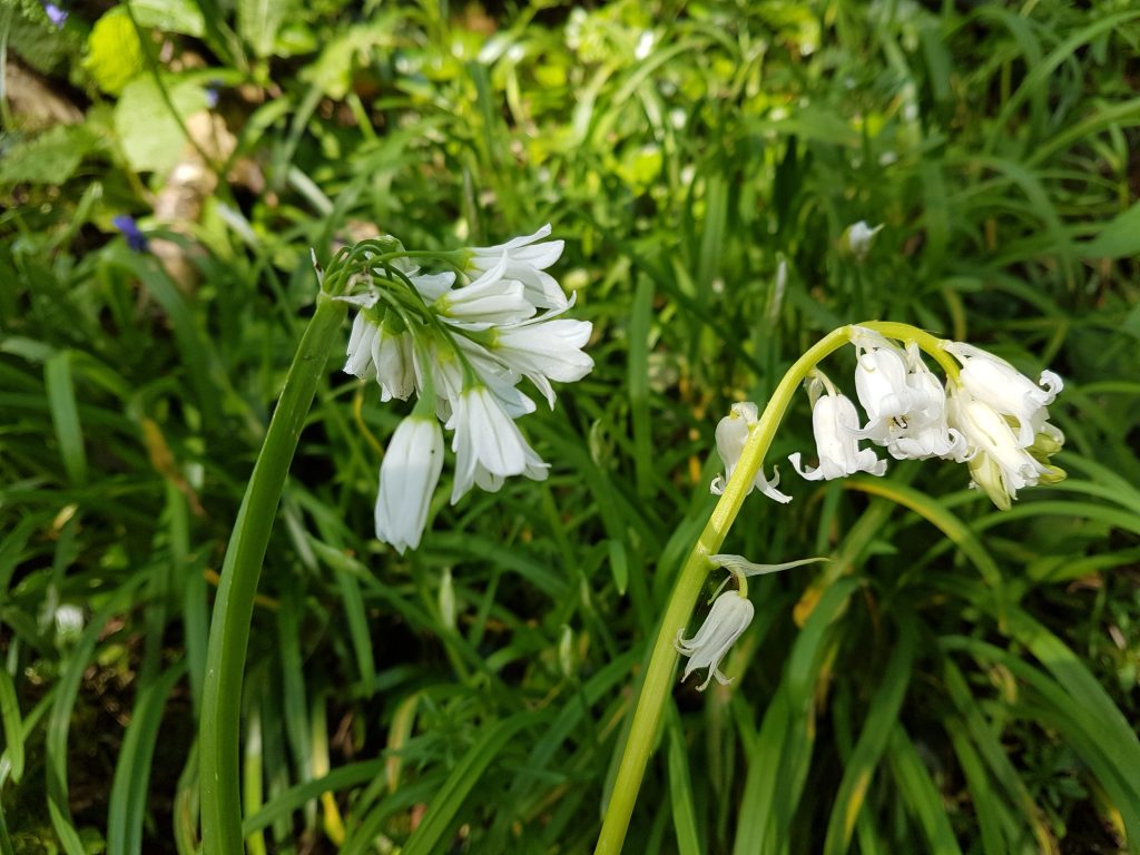 Comparing white bells and three cornered leek