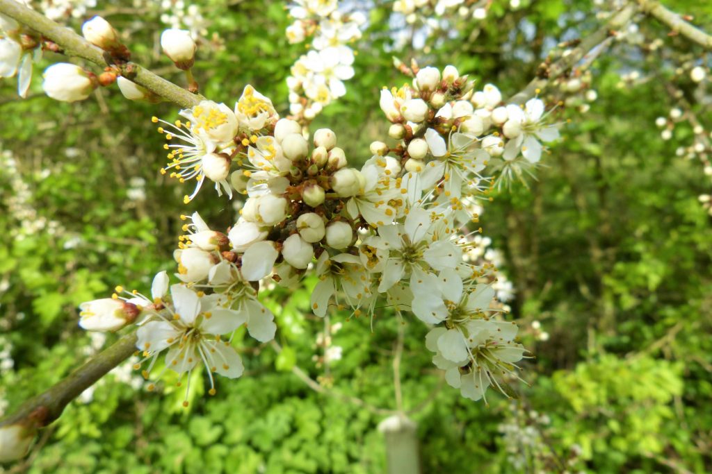 White blossoms flowering in spring