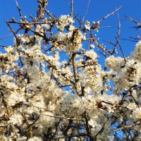 White blossoms in Spring