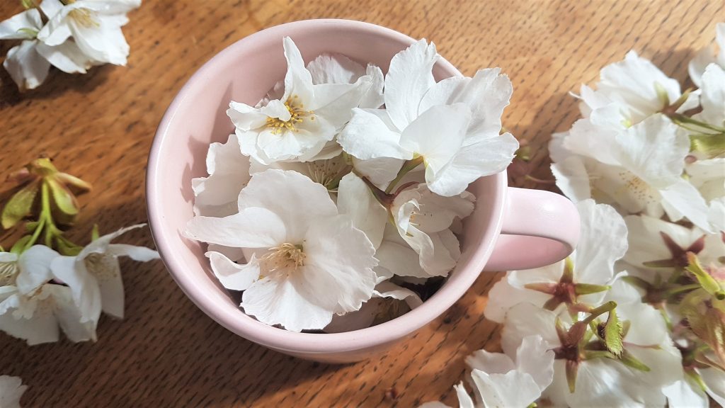 Pink and white spring blossoms for making syurps
