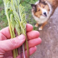 Book a Bespoke Foraging Experience