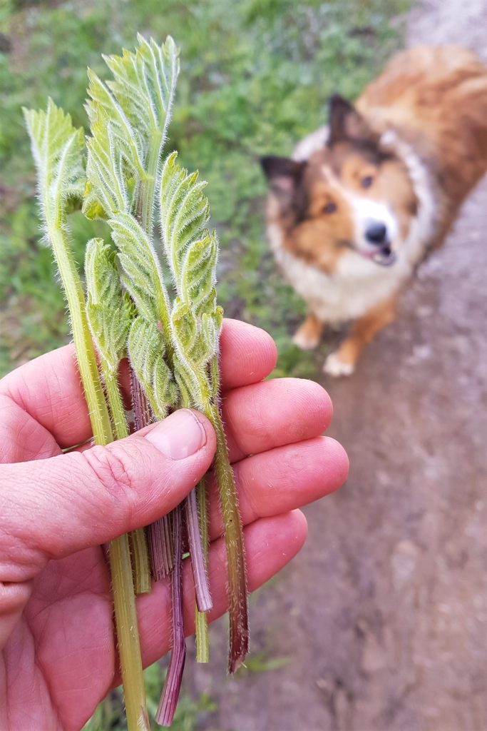 picking spring common hogweed shoots (Cow parsnip)