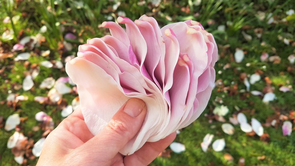 A handful of fresh magnolia petals
