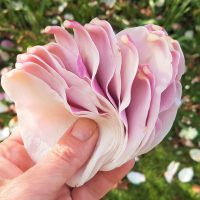 A handful of fresh magnolia petals