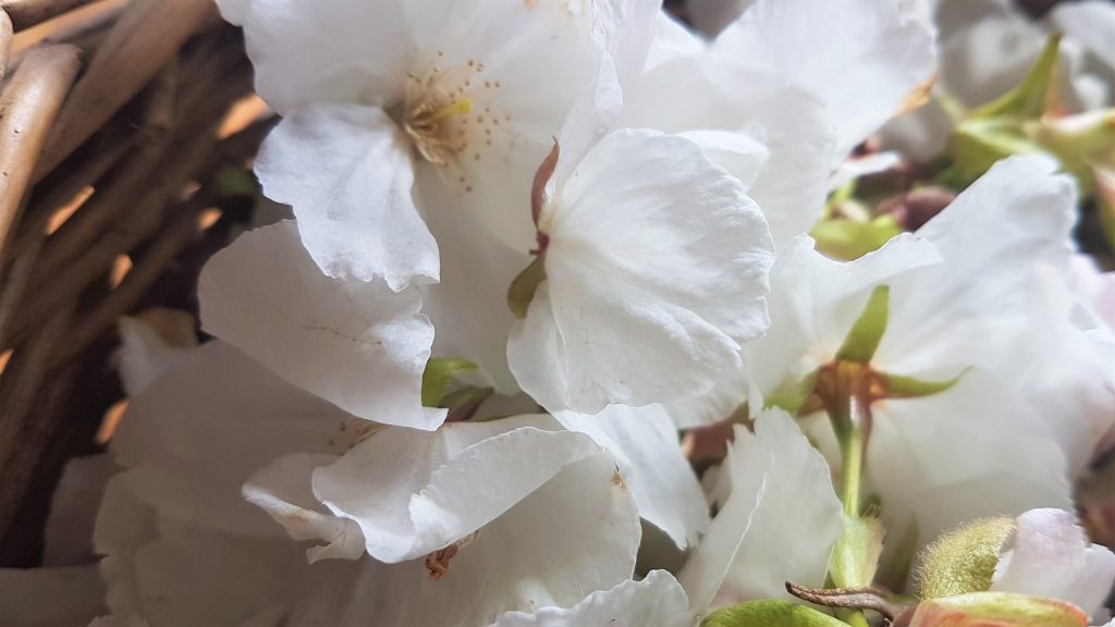 Flowering cherry blossoms