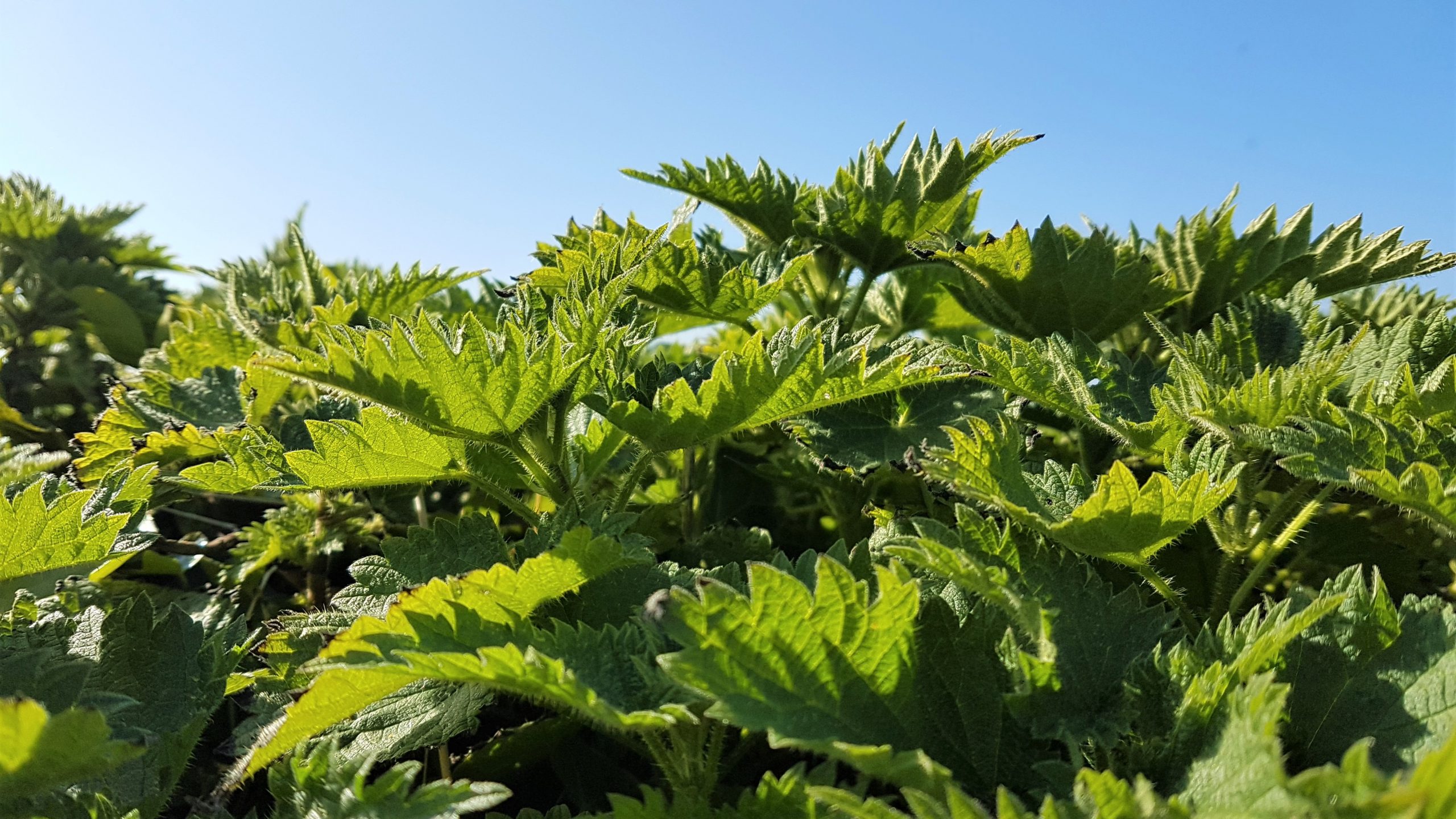 Patch of stinging nettles for food