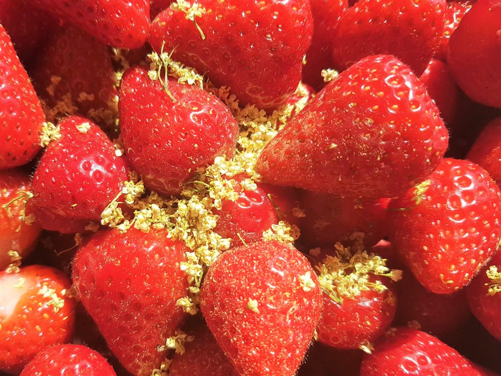 Fresh Cornish strawberries with elderflowers