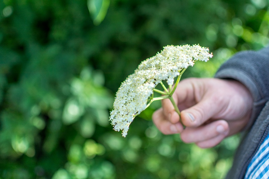 Man holding an elderflower head