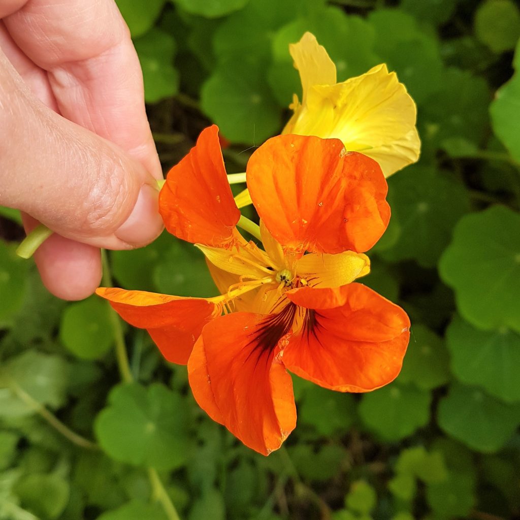 An orange coloured nasturtium flower