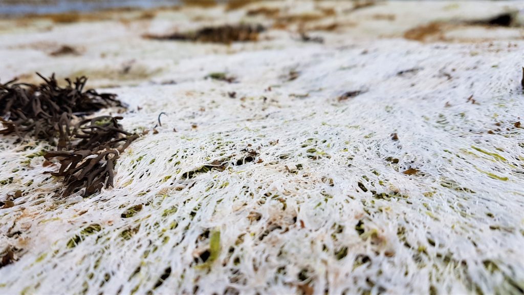 Bleached gutweed seaweed growing over rocks in summer
