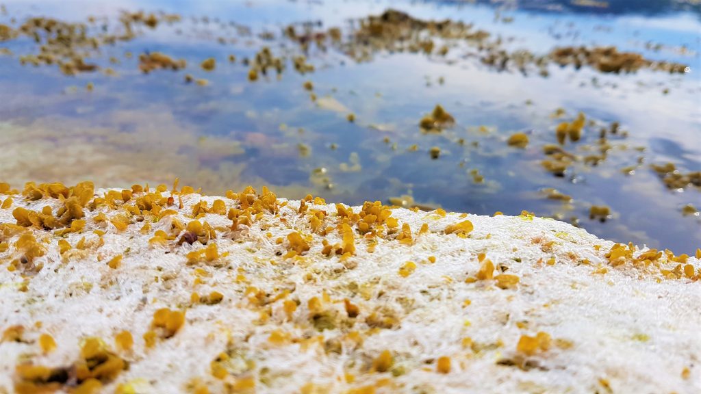 Bleached white seaweed with wrack tips and rock pool on Arran