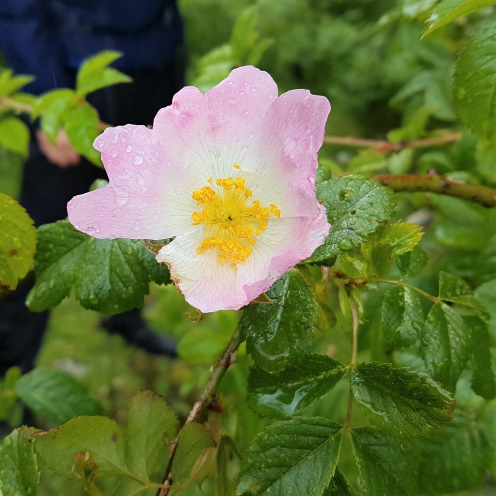 Dog rose in flower