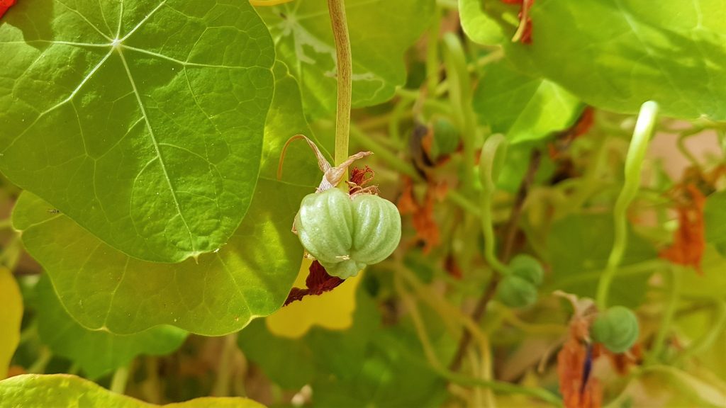 A single nasturtium seed on a plant