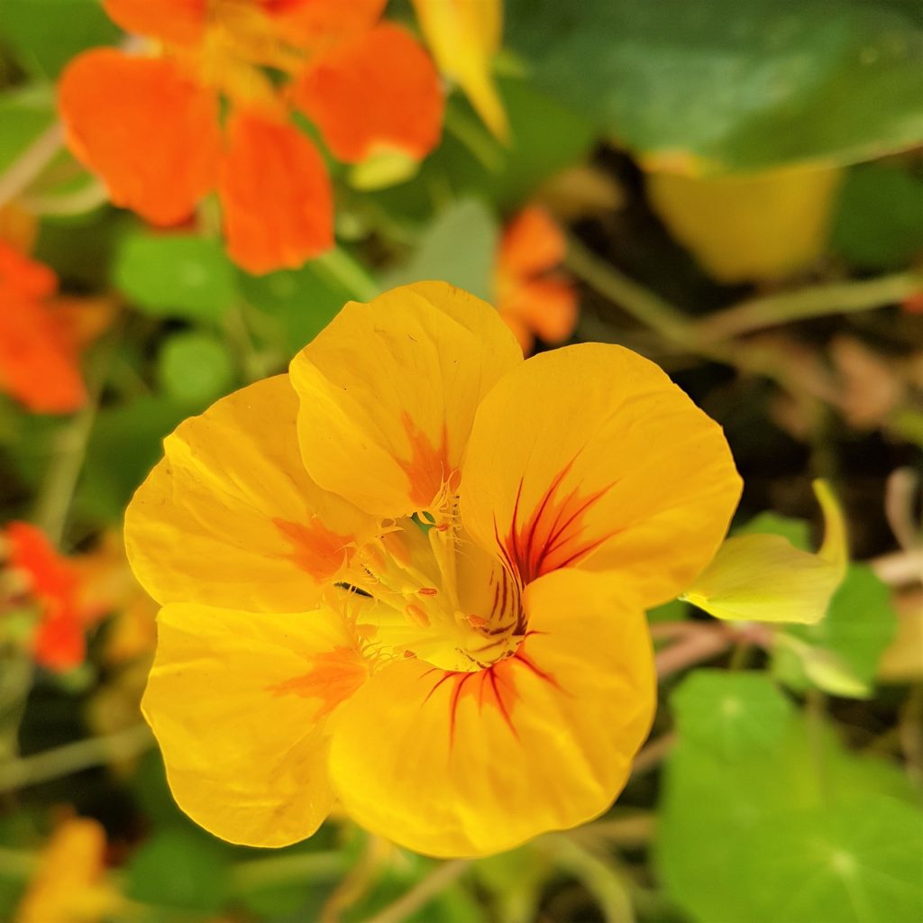 Yellow nasturtium flower