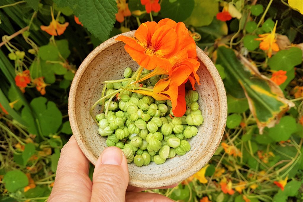Bowl of nasturtium seeds and flowers