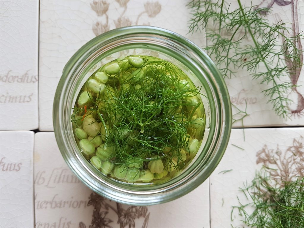Jar of pickled nasturtium seeds with wild herbs